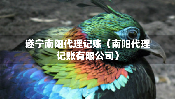 遂宁南阳代理记账（南阳代理记账有限公司）