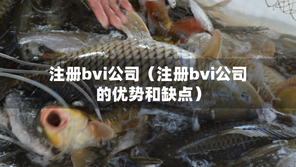 注册bvi公司（注册bvi公司的优势和缺点）